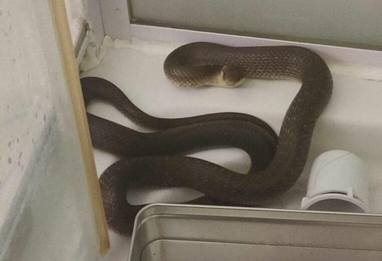 Un serpent remonte les canalisations d'une douche dans la Sarthe 