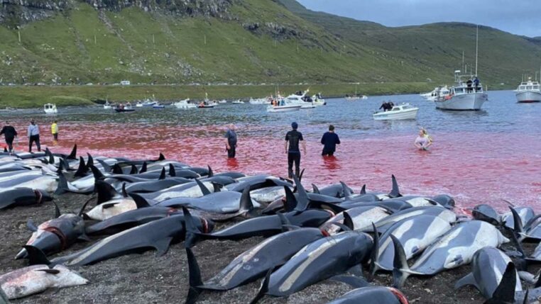 dauphins tués pendant la chasse aux iles féroé