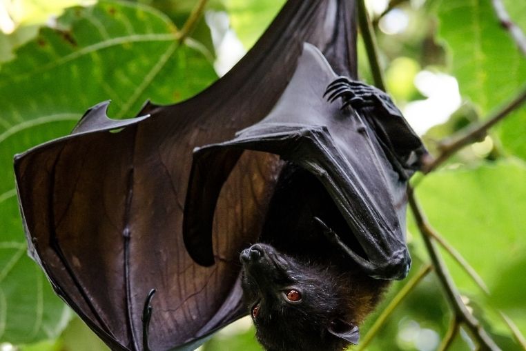 Un virus issu des chauve souris découvert en Inde 