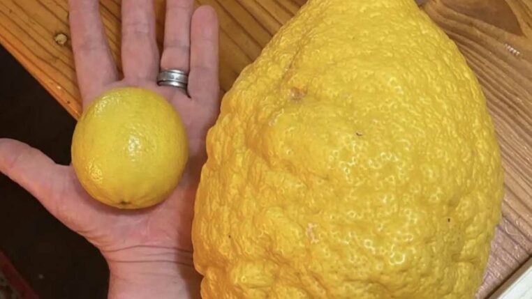 un énorme citron