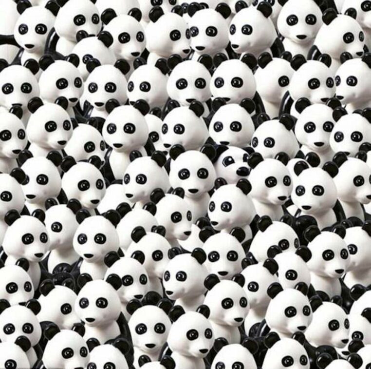 enigme chien panda