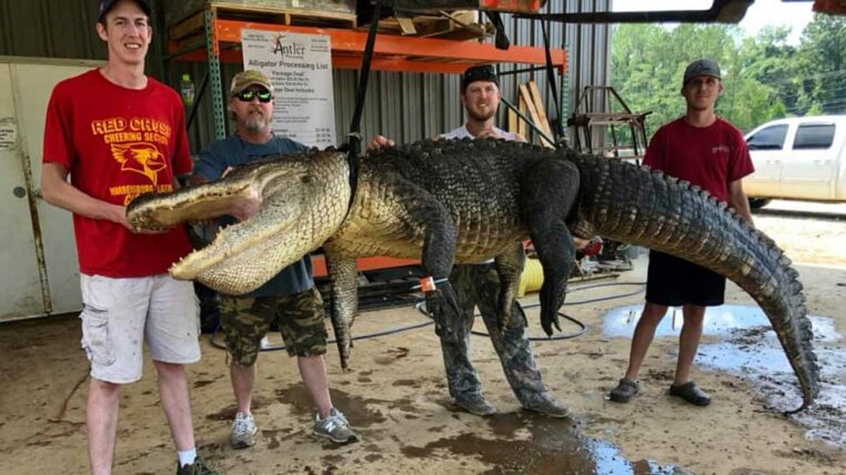 un alligator avait avalé une flèche préhistorique