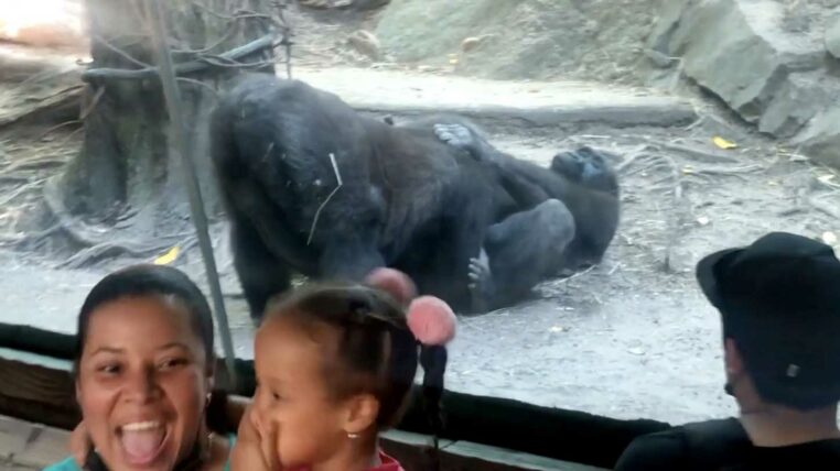 les enfants sont choqués par ce gorille qui fait une fellation au zoo
