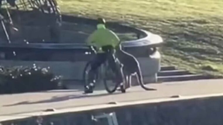 il sauve un kangourou de la noyade et l'animal attaque un cycliste