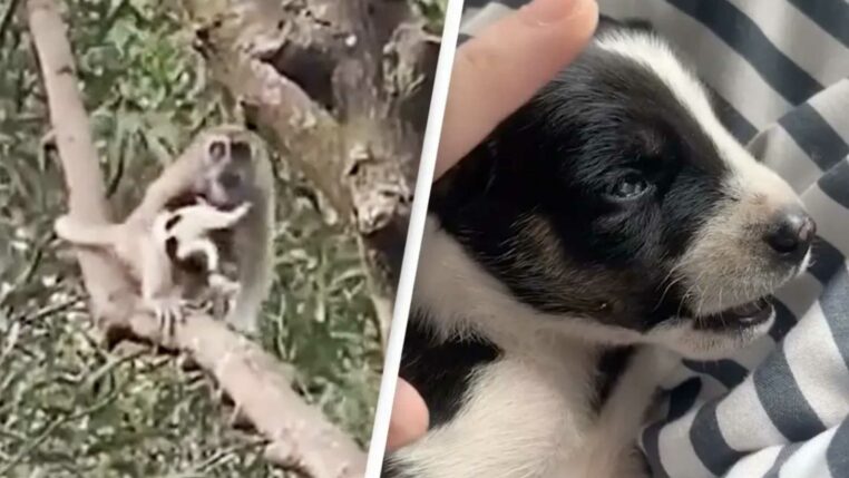 un singe a kidnappé un chiot