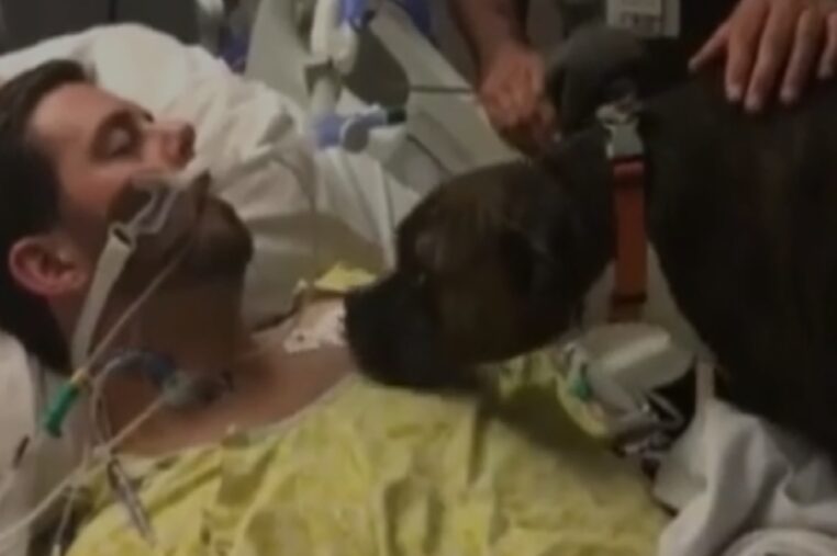 Le dernier adieu déchirant d'un chien pour son maître victime d'une hémorragie cérébrale (vidéo)