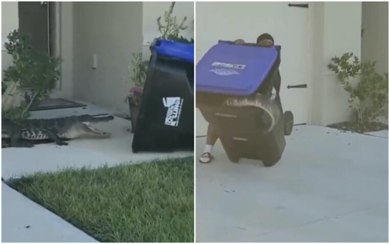 alligator collage faits divers