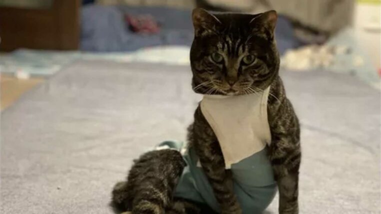 un chat poseur ressemble à un mannequin