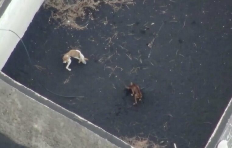 chien nourris drones