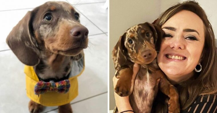 chiot retrouvé faits divers