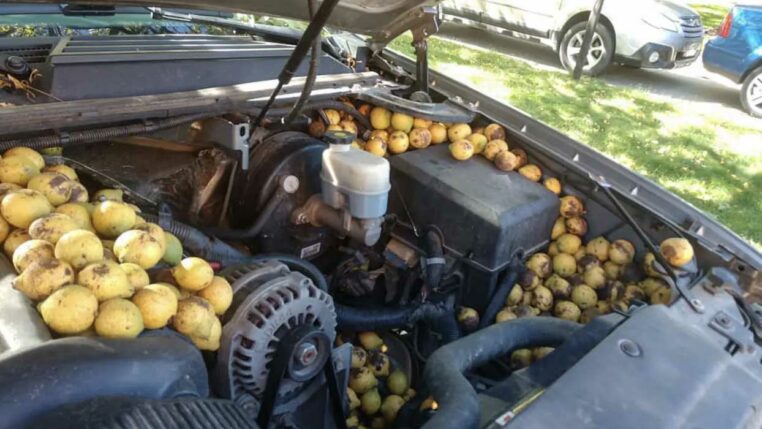 un écureuil stocke des noix dans le moteur de sa voiture