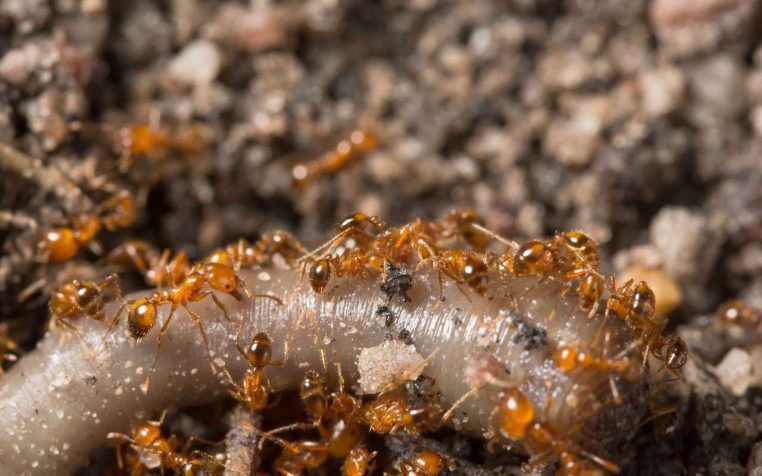 fourmis de feu faits divers