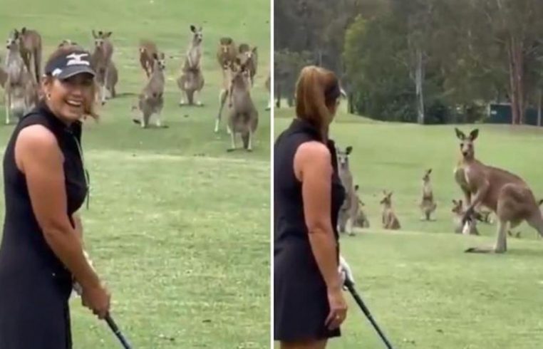 kangourous golf faits divers