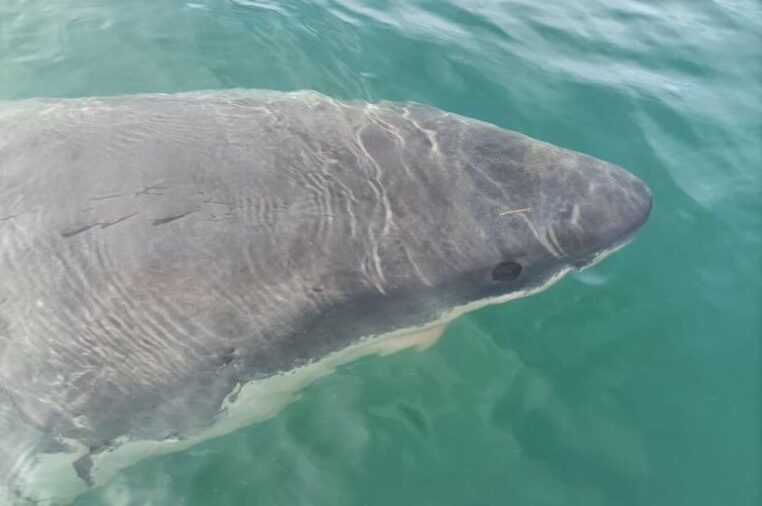 requin blanc port