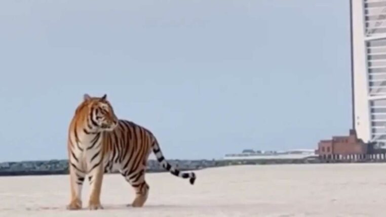 tigre dans une gender reveal party