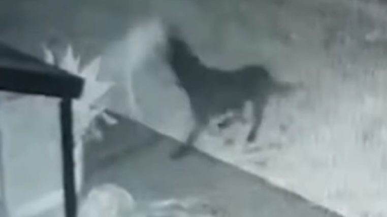 Paranormal : Découvrez la vidéo insolite d'un chien fantôme jouant avec un autre chien !