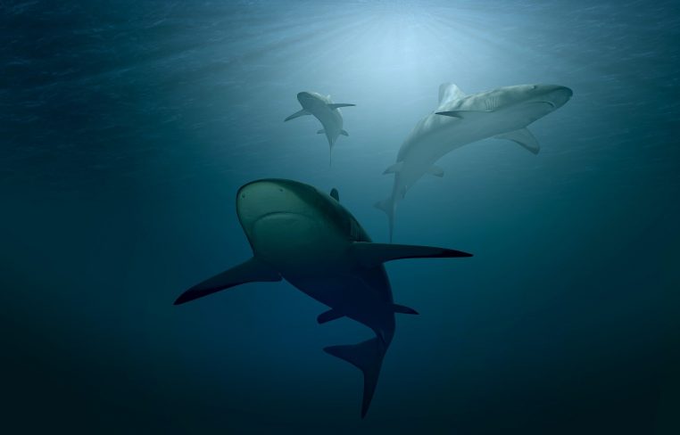 Vidéo une dizaine de requins s'attroupent pour dévorer une baleine !