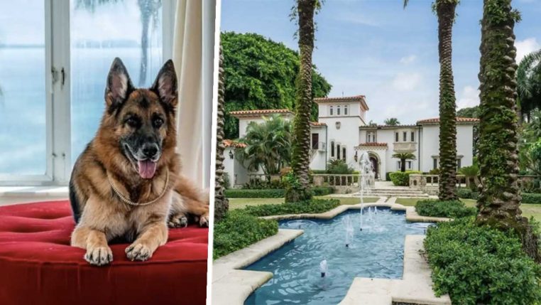 un chien millionnaire vend sa villa