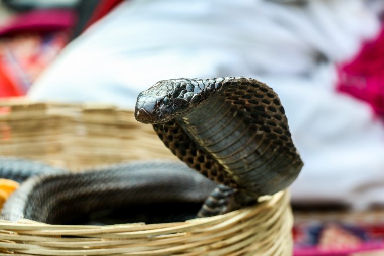 cobra serpent morsure penis neerlandais