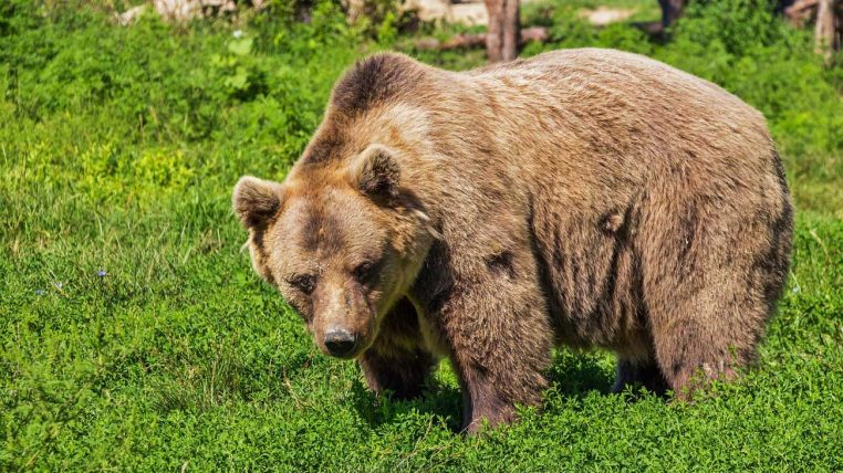 une ourse attaque un chasseur