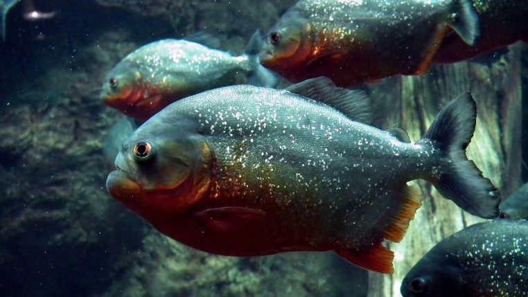 un homme est mangé par des piranhas