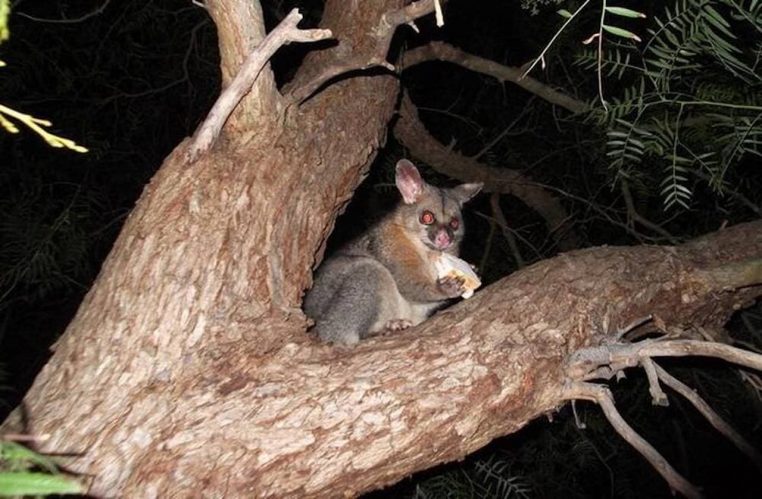 opossum prise d'otage