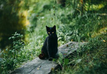 Clin d'œil du destin une chatte blessée par balle et recueilli par un chasseur repenti