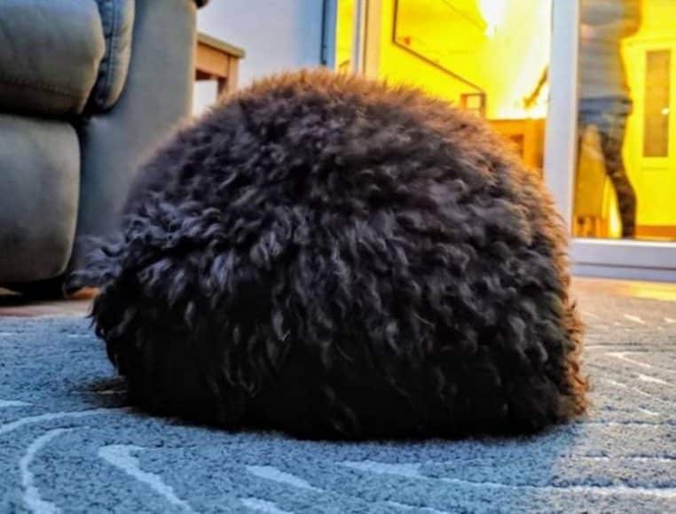 DOUBLE chose bizzare