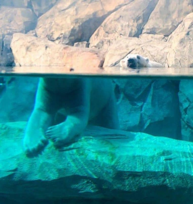 DOUBLE ours dans l'eau