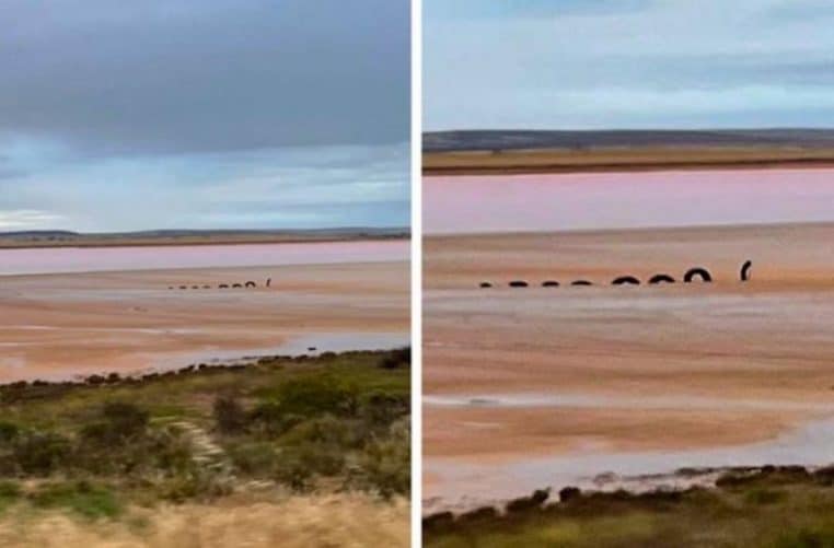 DOUBLE serpent sable