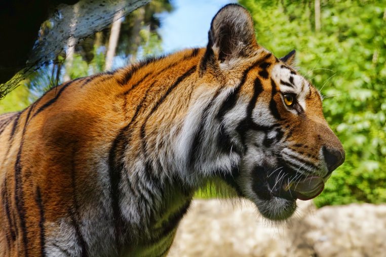 Vidéo choc un tigre abattu après avoir blessé un agent de nettoyage