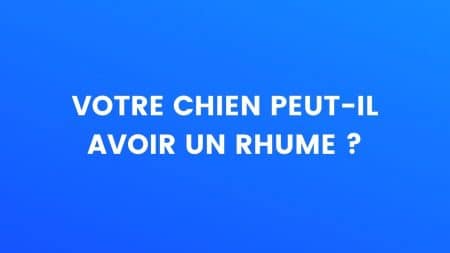 chien le saviez vous