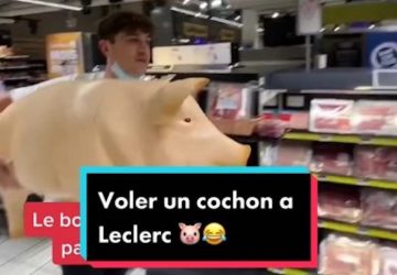 cochon