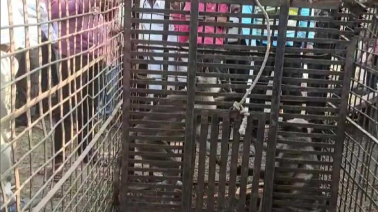 deux singes capturés après avoir tué des chiots
