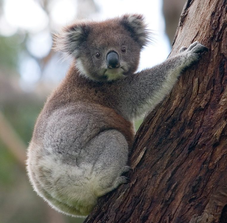 koala lent