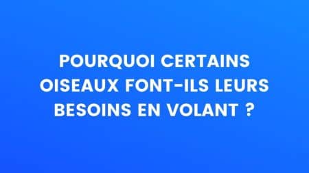 oiseaux-saviez-vous