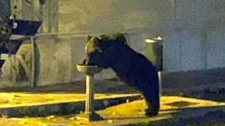 un ours dévalise une boulangerie