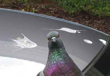 pigeon