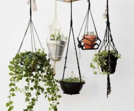 plante