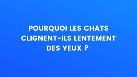 Pourquoi les chats clignent-ils des yeux