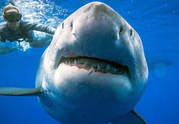 Requin blanc sur les côtes mexicaines