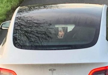 tesla porno