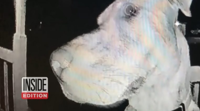 Vidéo insolite : un chien sonne à la porte de son domicile en pleine nuit après s'être perdu