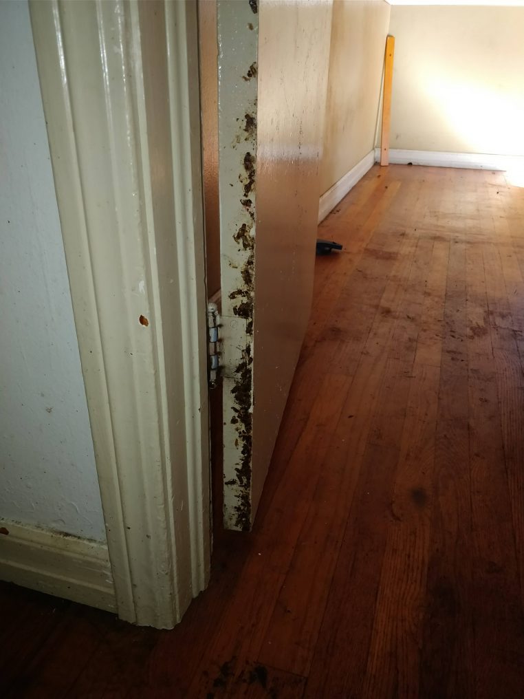 cafards éclaté porte