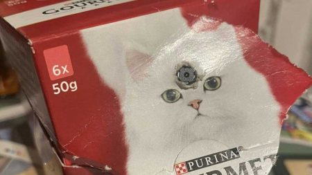 une caméra cachée dans une boite de nourriture pour chat