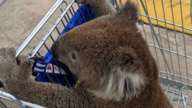 un koala dans un caddie de chez aldi
