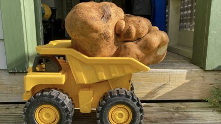 la pomme de terre la plus lourde du monde