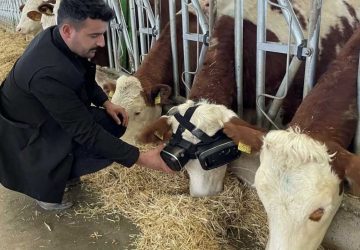 des vaches regardent de la réalité virtuelle