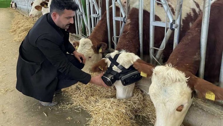 des vaches regardent de la réalité virtuelle