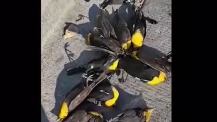 Des centaines d'oiseaux tombent mystérieusement décédés au pied d'une maison (vidéo)